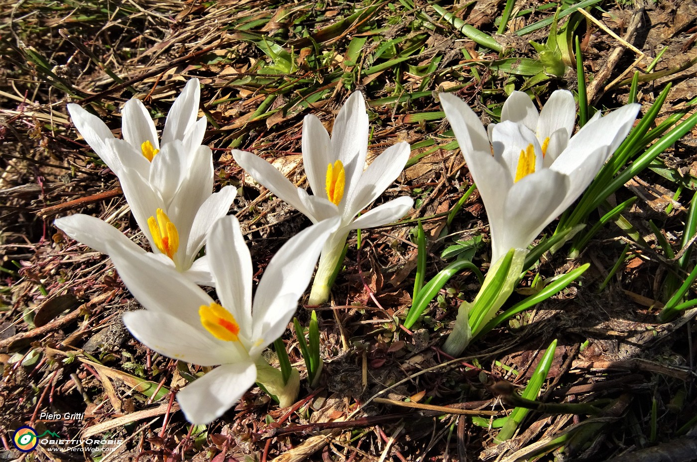 17 Bianchi fiori di Crocus vernus (Zafferano maggiore) crescono appena la neve si scioglie.JPG